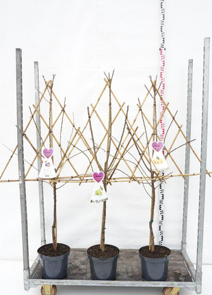Prunus d. in cultivars/fruit