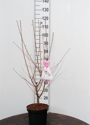 Prunus incisa 'Cunera'
