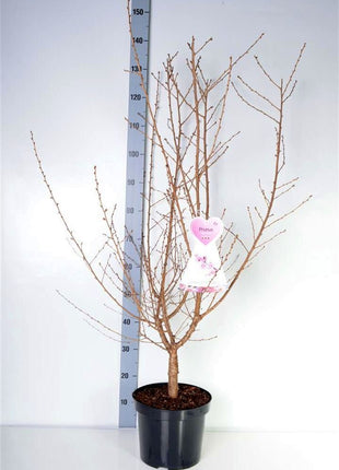 Prunus incisa 'Cunera'