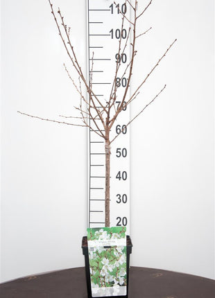 Prunus incisa 'Cunera'