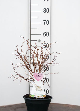 Prunus incisa 'Kojou-no-mai'