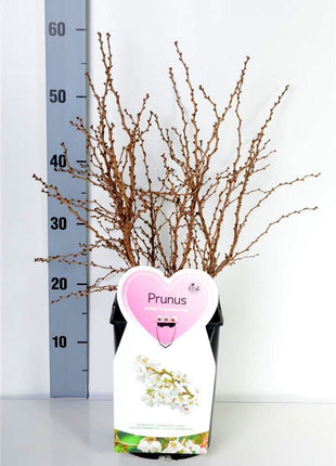 Prunus incisa 'Kojou-no-mai'