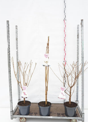 Prunus in cultivars