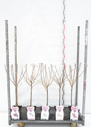 Prunus in cultivars