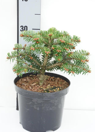 Abies nordm. 'Barabits Compact'
