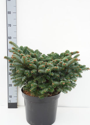 Abies nordm. 'Dobrochovice'