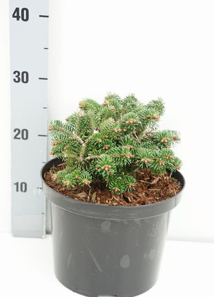 Abies nordm. 'Munsterland'
