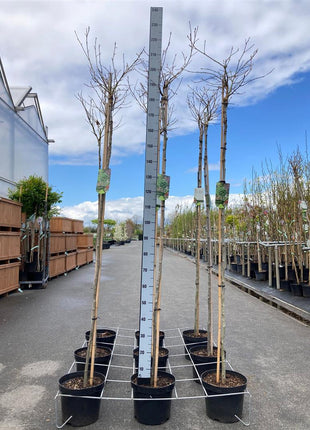 Liquidambar st. 'Gum Ball'