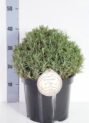 Lavandula ang. 'Arctic Snow'