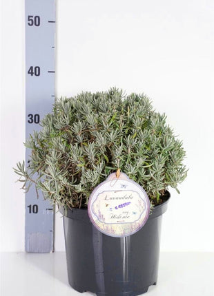 Lavandula ang. 'Hidcote'