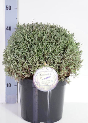 Lavandula ang. 'Hidcote'
