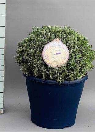 Lavandula ang. 'Hidcote'