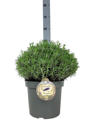Lavandula ang. 'Munstead'
