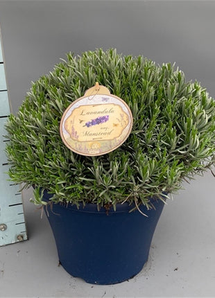 Lavandula ang. 'Munstead'