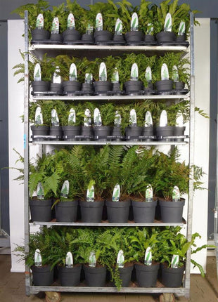 Ferns in cultivars